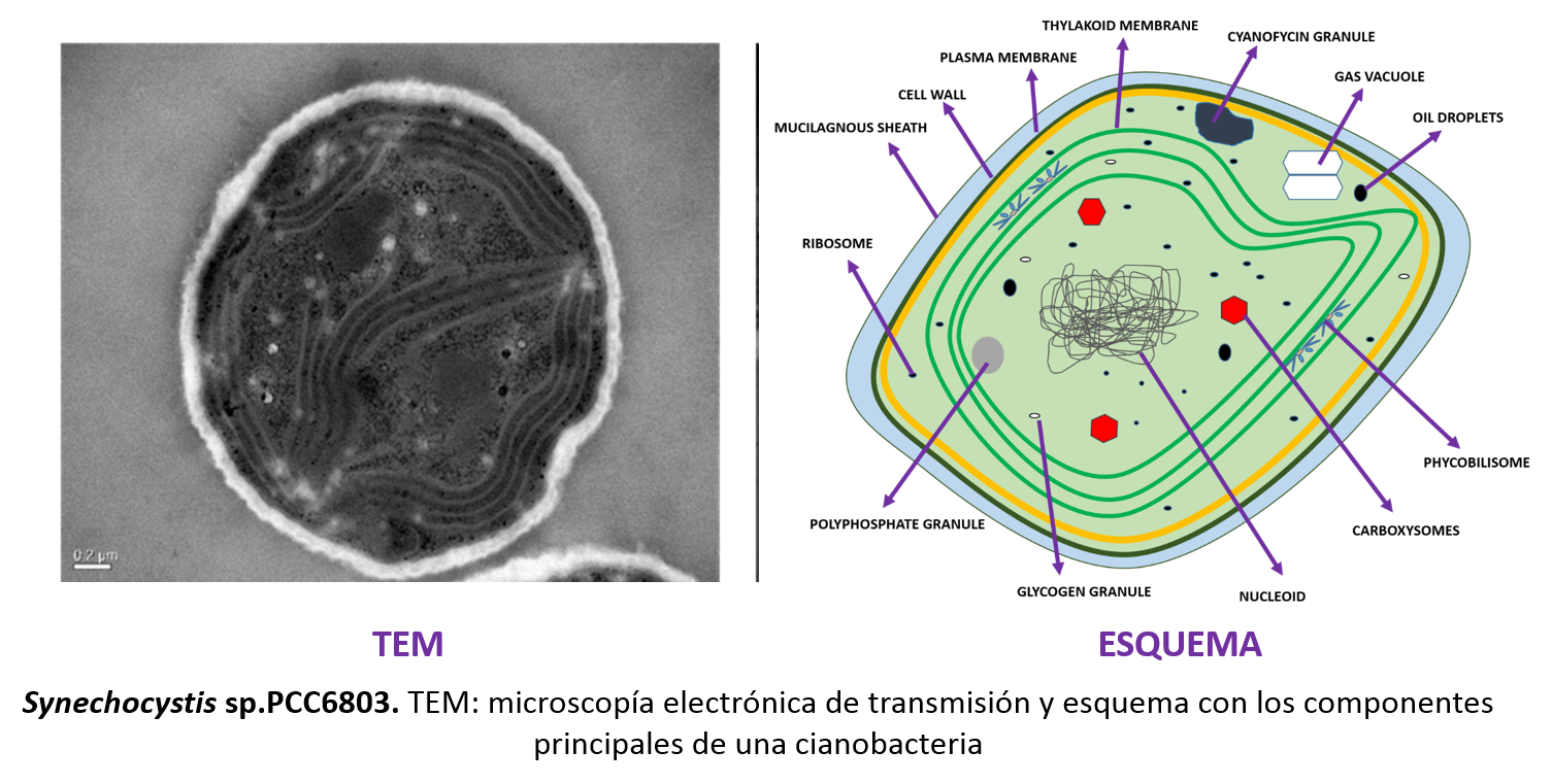 cyano y esquema