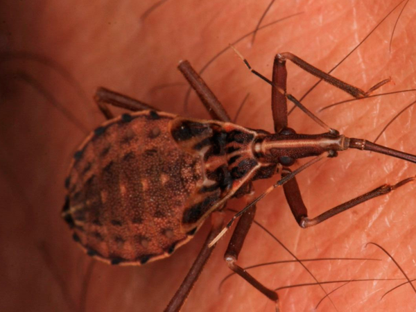 Galería fotográfica del laboratorio: Comportamiento y biología sensorial de insectos