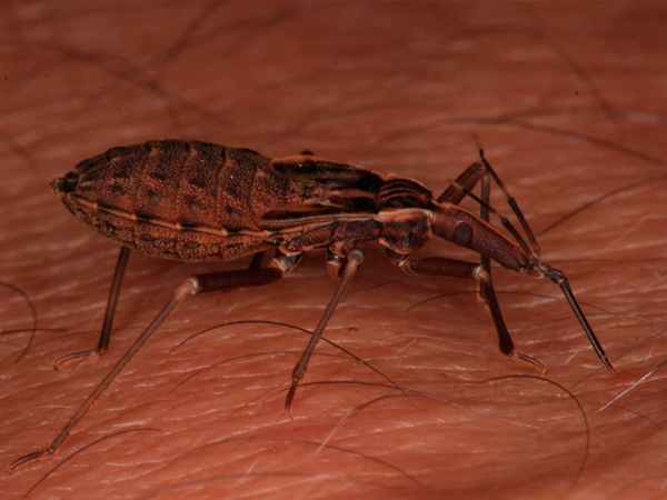 Galería fotográfica del laboratorio: Comportamiento y biología sensorial de insectos