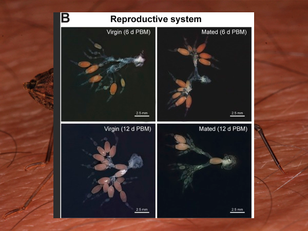 Galería fotográfica del laboratorio: Comportamiento y biología sensorial de insectos