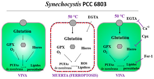 Ferroptosis en Synechocystis Ferroptosis en Synechocystis