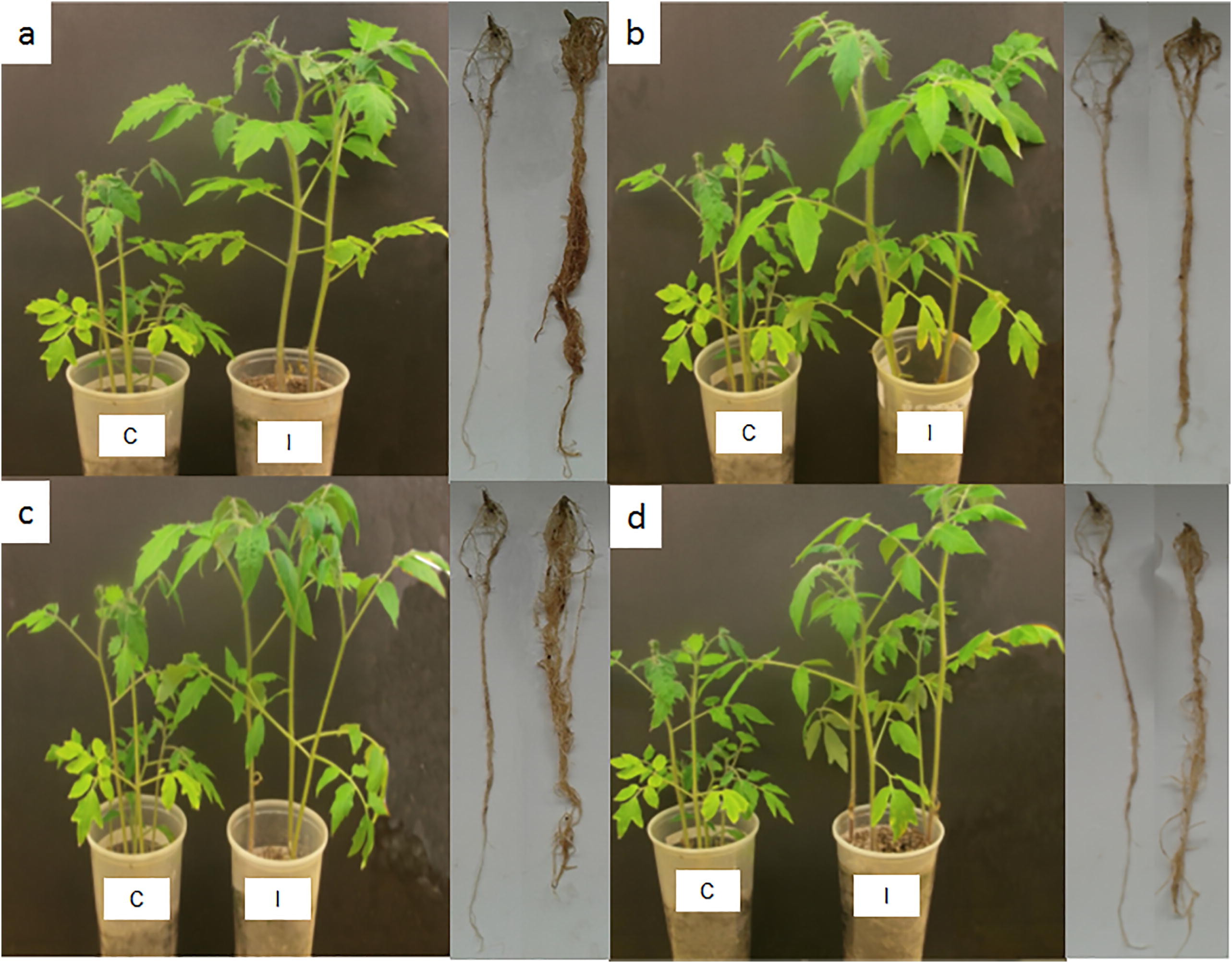 Cepas nativas de Trichoderma
