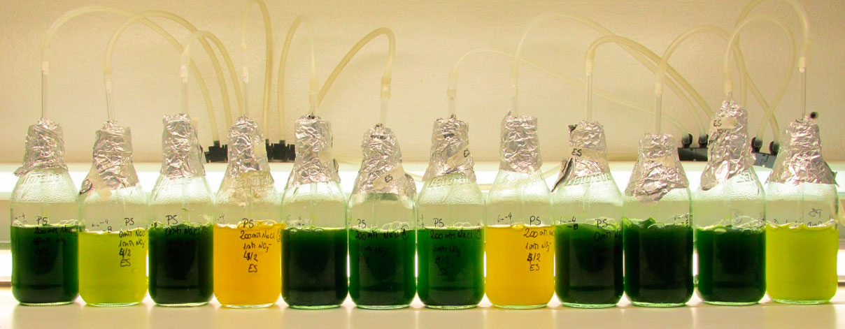 Bioprospección de cepas nativas de microalgas de agua dulce Bioprospección de cepas nativas de microalgas de agua dulce