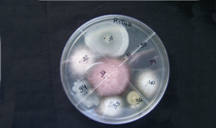 BIOLAB-Hongos