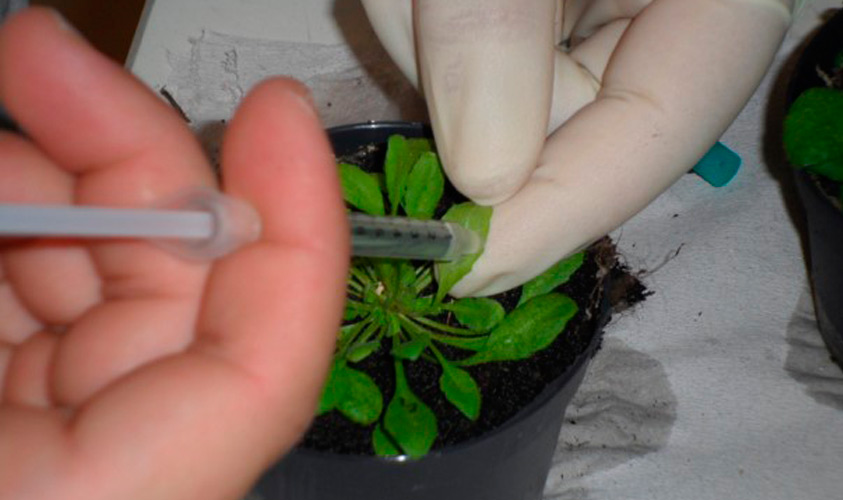 BIOLAB-Infiltracion-inoculos-arabidopsis