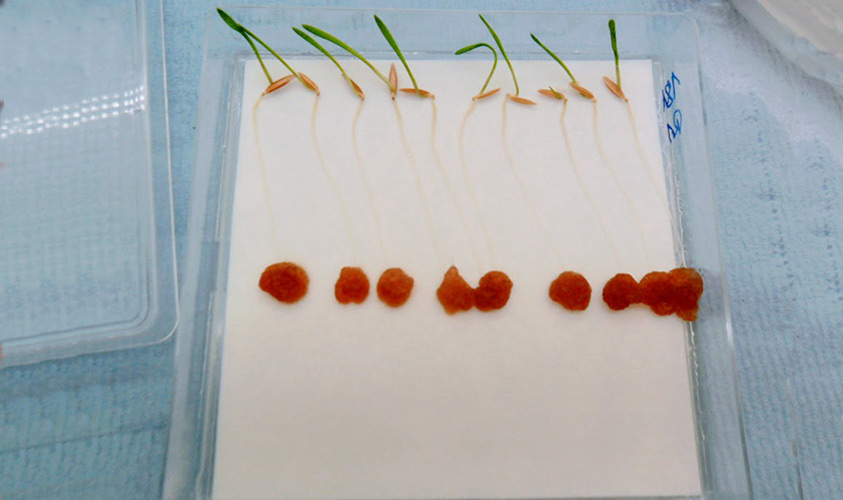 BIOLAB-Interacción-Brachypodium-Fusarium-raíces