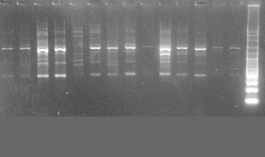 BIOLAB Cogliatti