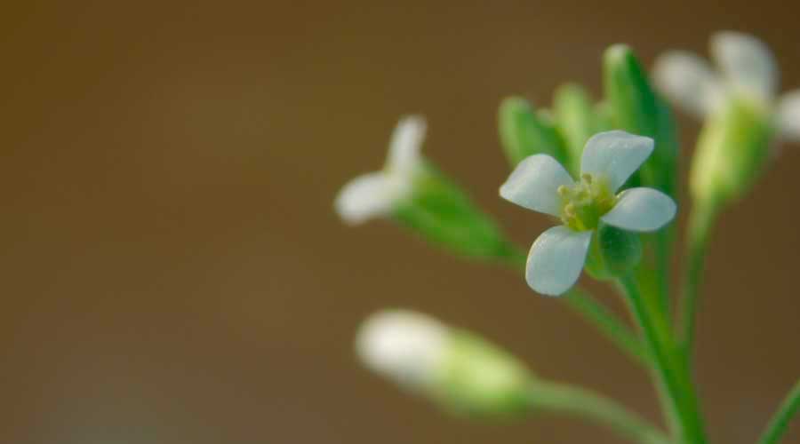 Floración de Arabidopsis en condiciones de déficit hídrico