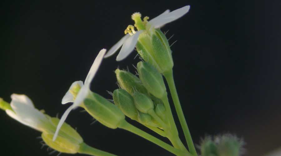 Floración de Arabidopsis