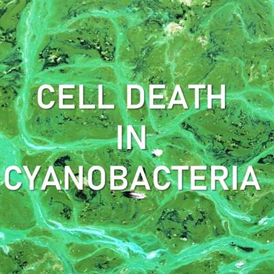 Cell Death in Cyanobacteria