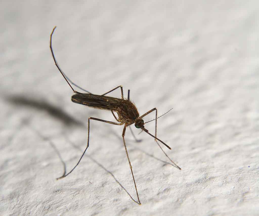 Se pronostican nubes de mosquitos: qué hacer para convivir con ellos