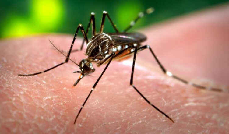 Aedes aegypti hacia el sur: la importancia de su control
