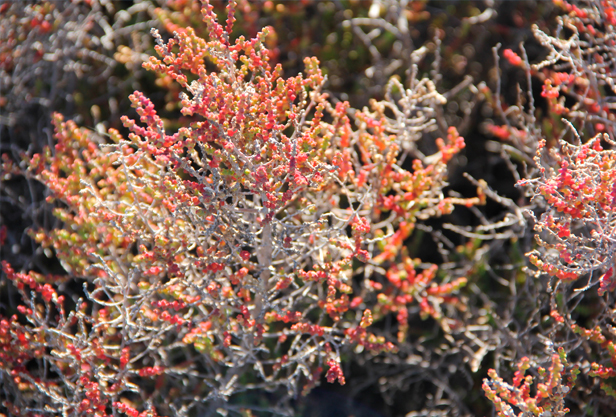 Allenrolfea patagónica