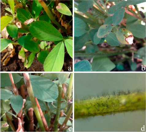 Symptoms of anthracnose on alfalfa caused by Colletotrichum americae-borealis