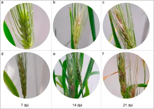 Fusarium species richness in mono- and dicotyledonous weeds and their ability to infect barley and wheat