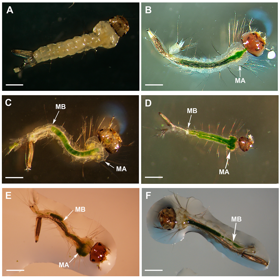 Culex quinquefasciatus larvae development arrested when fed on Neochloris aquatica