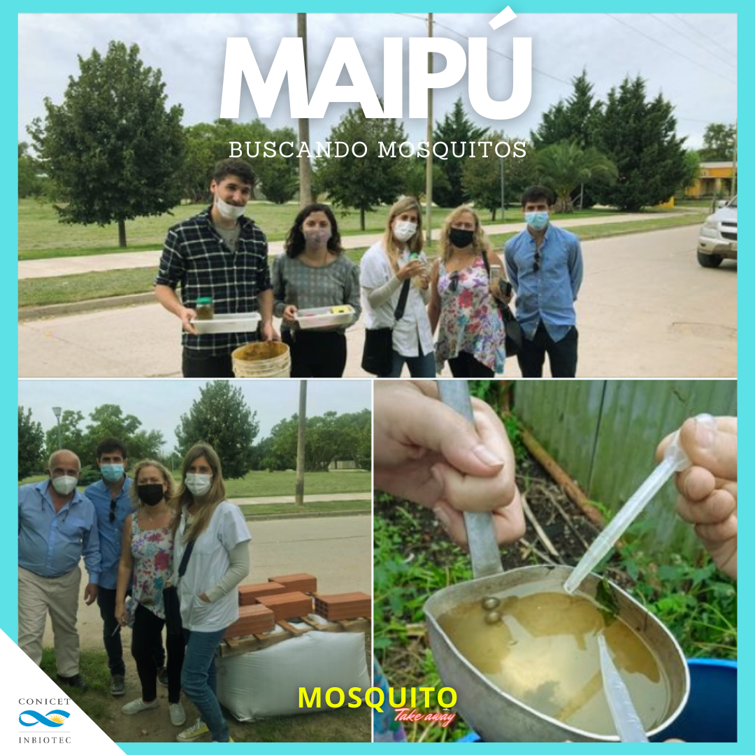 Búsqueda de mosquitos en Maipú
