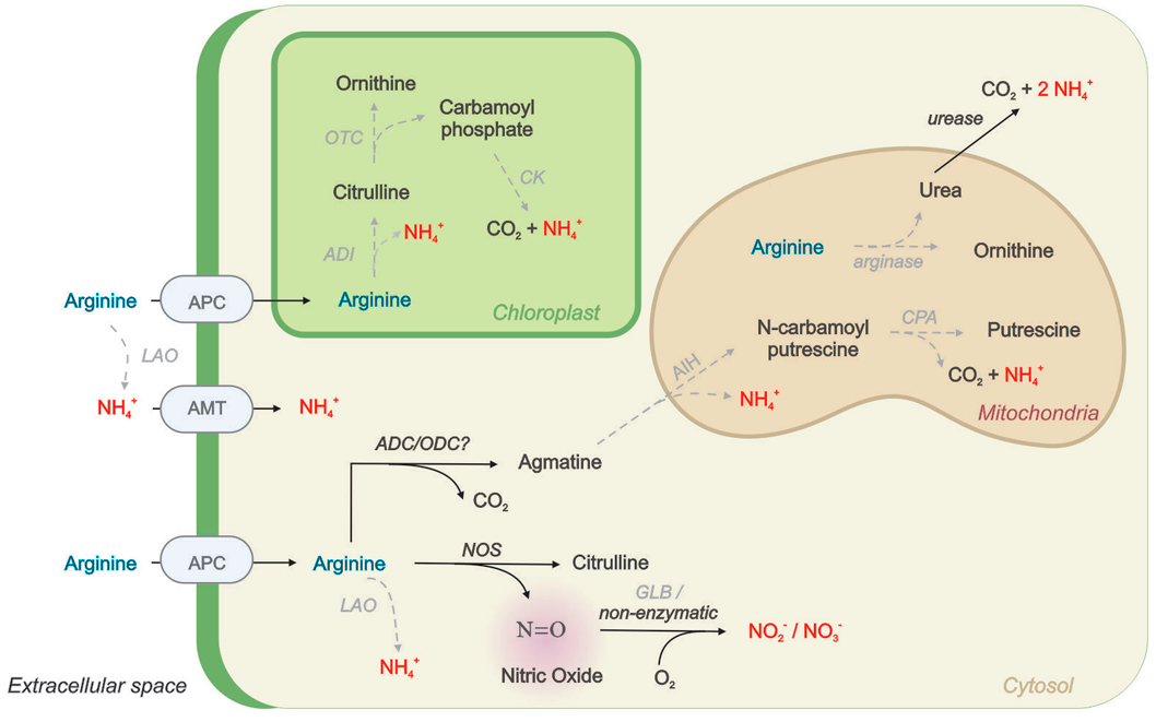 Simplified scheme proposing L-Arg metabolism in photosynthetic cells containing NOS enzyme