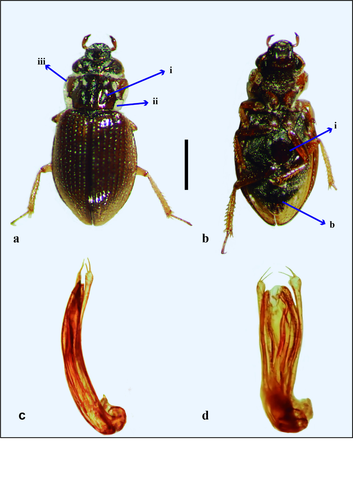 Ochthebius (Gymnochthebius) francki