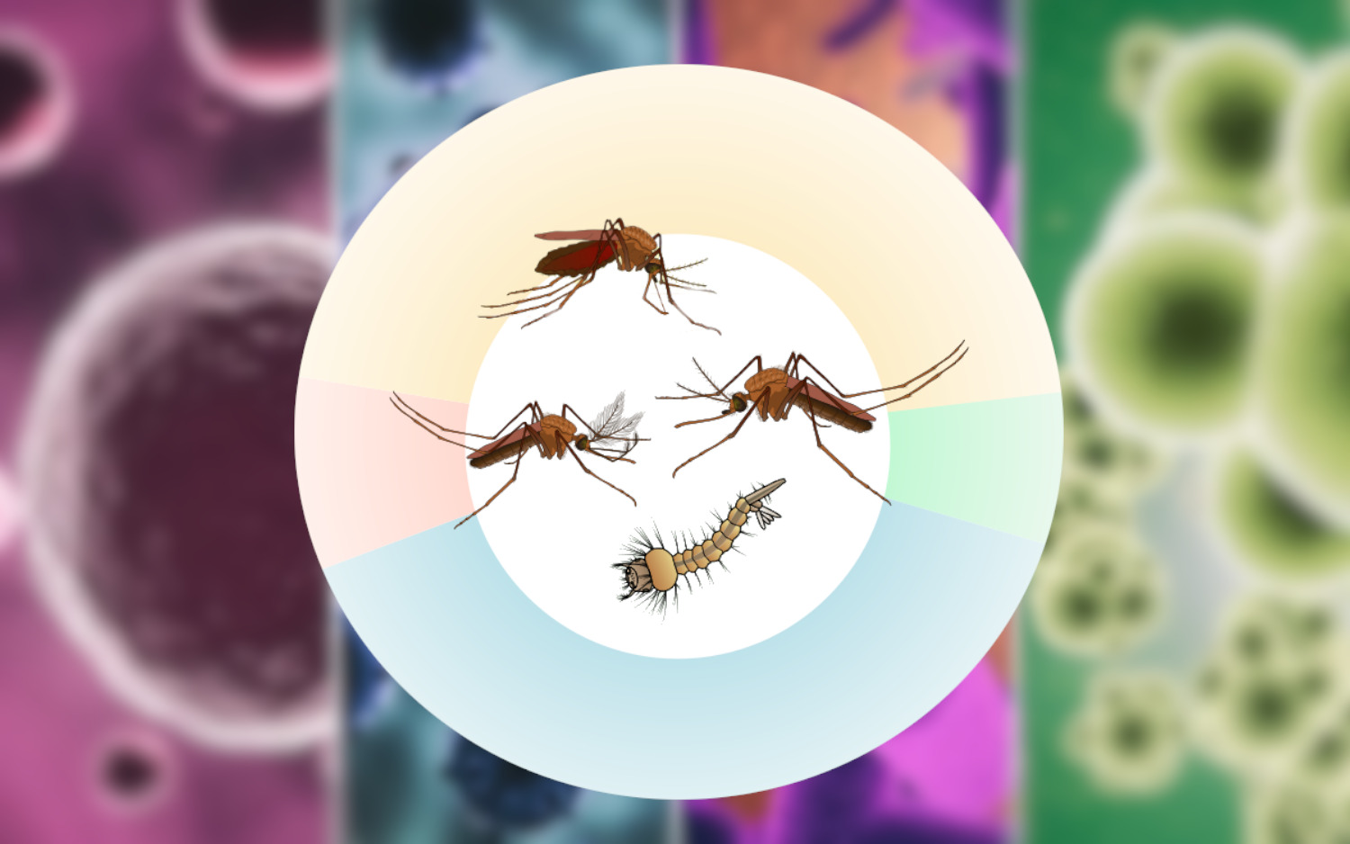 Scientific Report Wolbachia