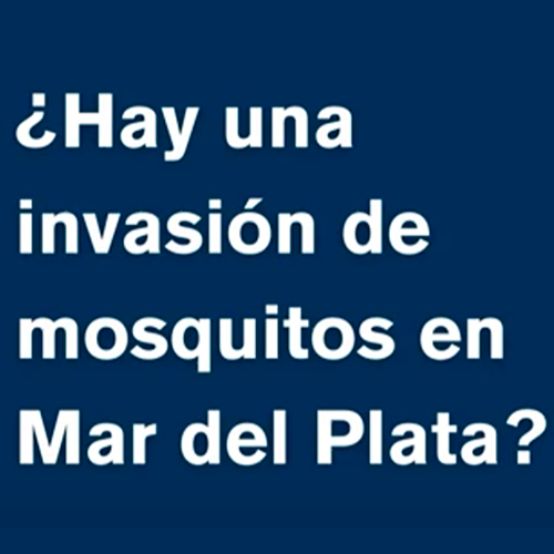 Nubes de mosquitos en Mar del Plata @conicetmdp