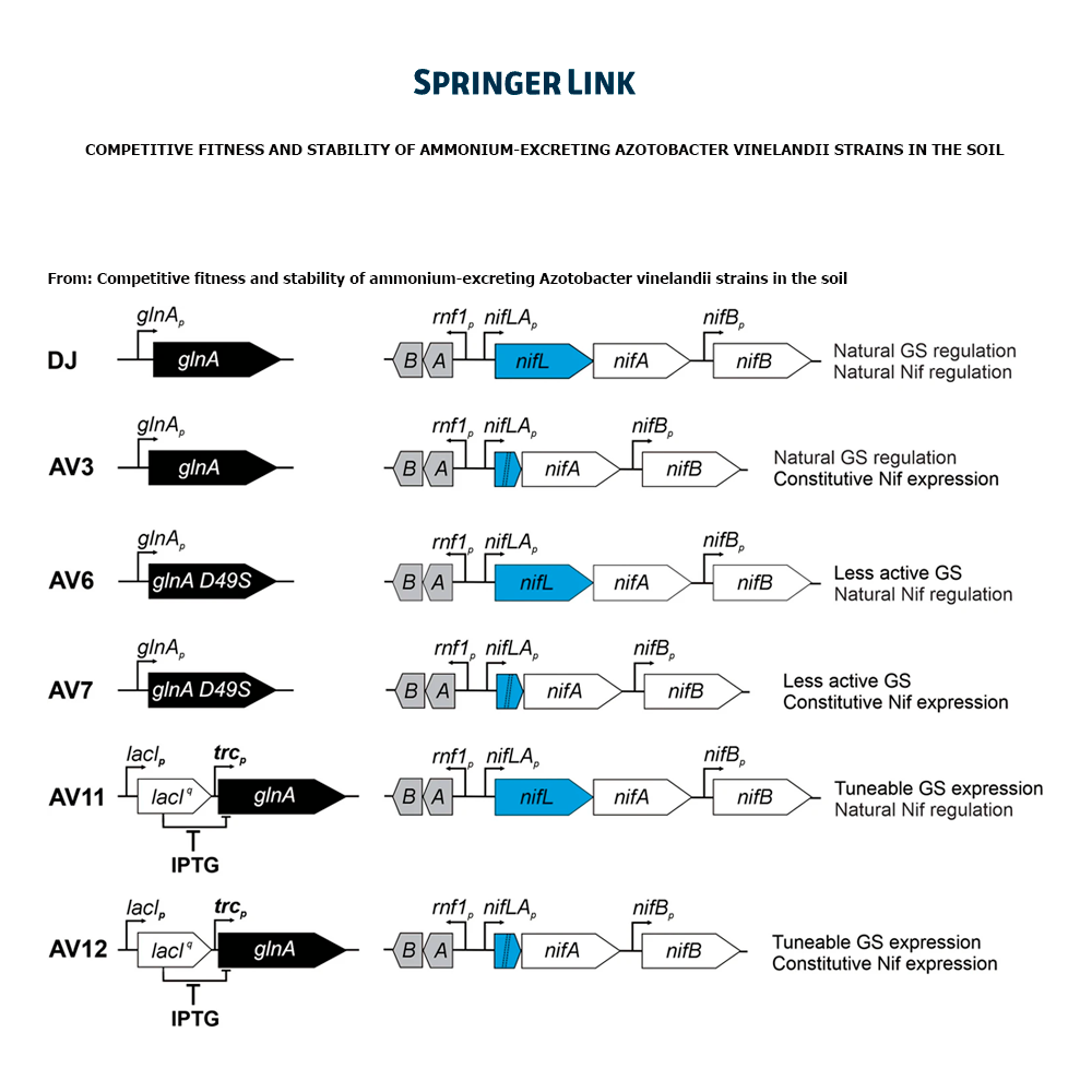 Competitive fitness and stability of ammonium-excreting Azotobacter vinelandii strains in the soil