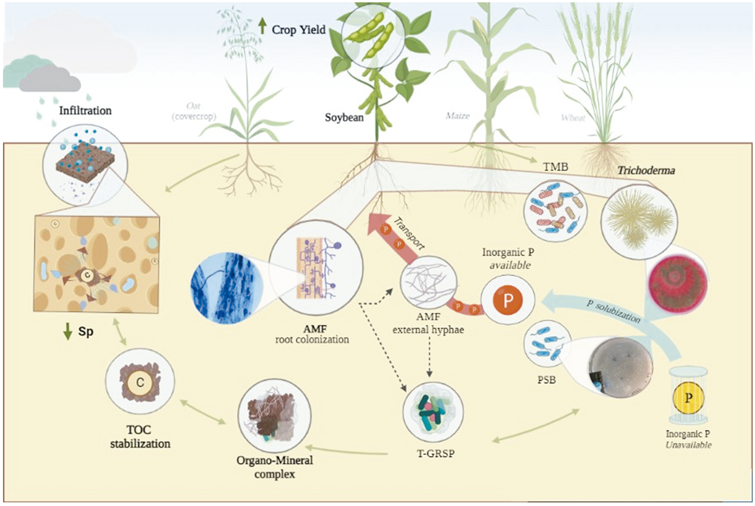 Crop intensification influences water infiltration and microbial activity in agricultural soils from the southeast of the Argentinean Pampas