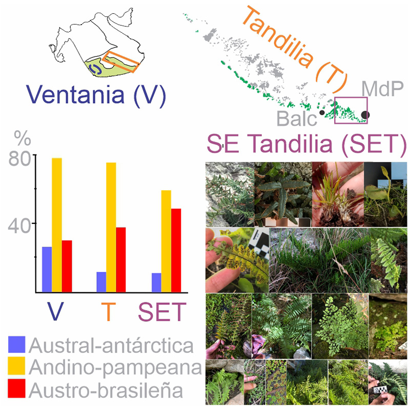 Helechos y licofitas del sudeste del Sistema de Tandilia