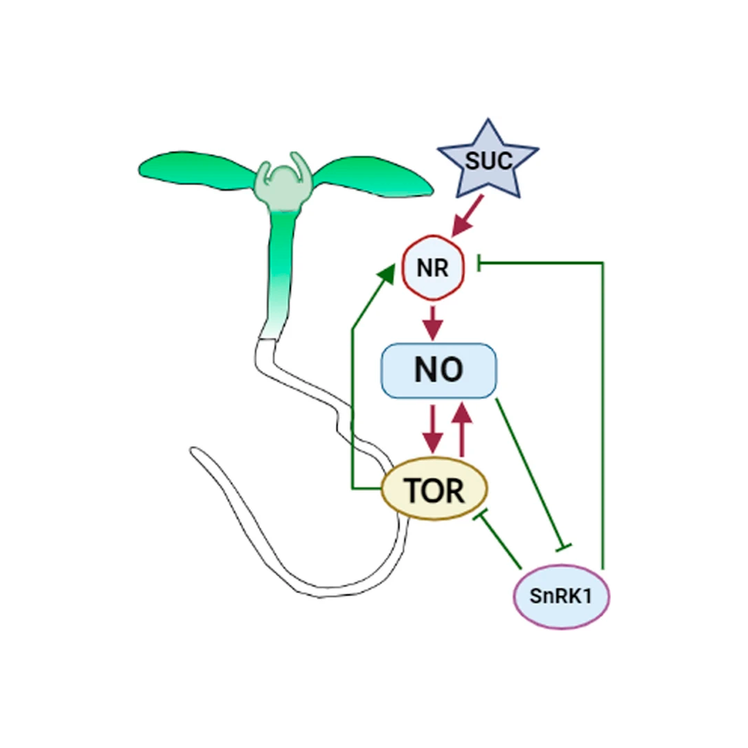 Nitric oxide participates in sucrose–TOR signaling during meristem activation in Arabidopsis thaliana