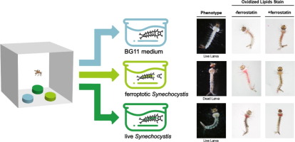 Graphical abstract Cuniolo