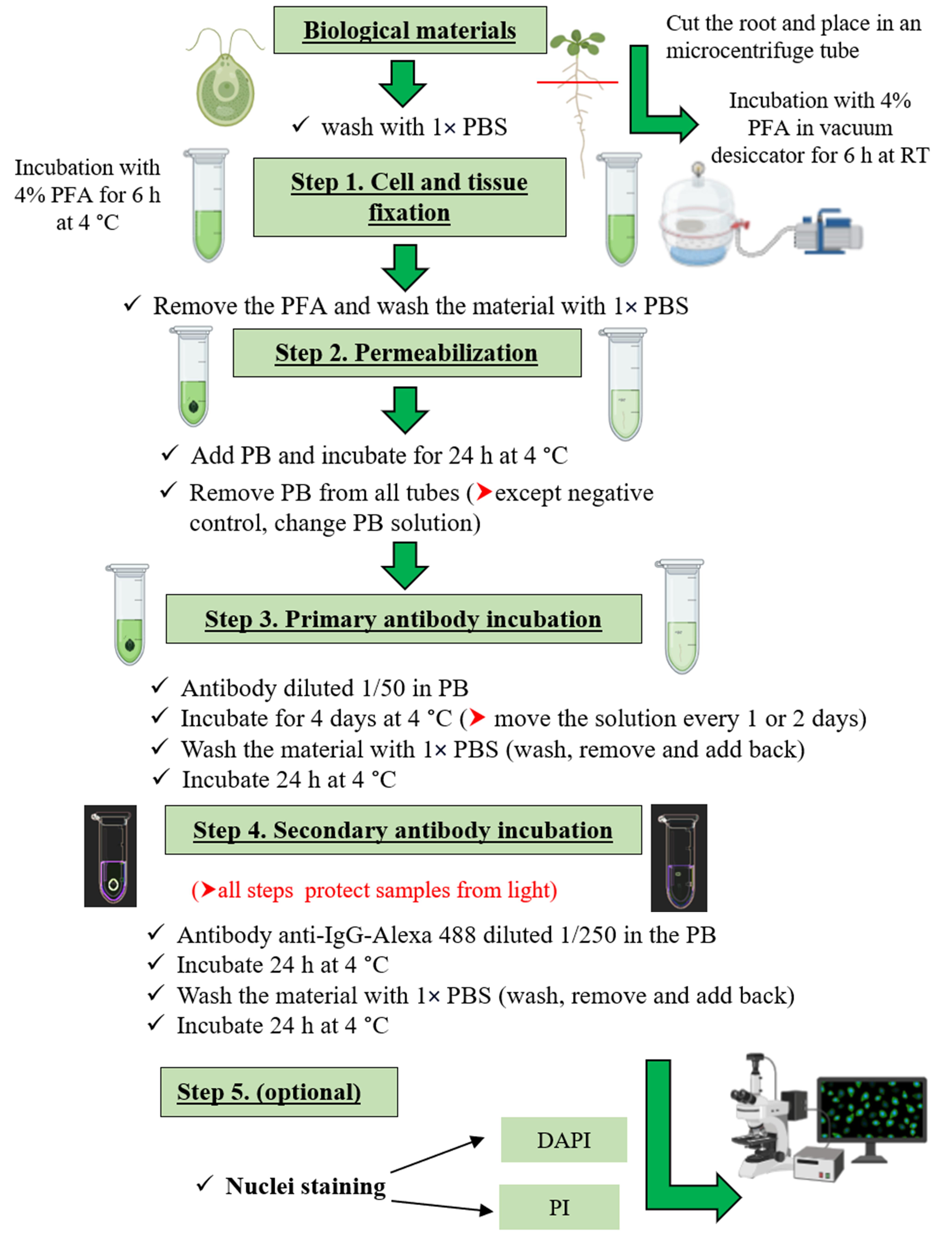 Immunofluorescence for Detection of TOR Kinase Activity In Situ in Photosynthetic Organisms