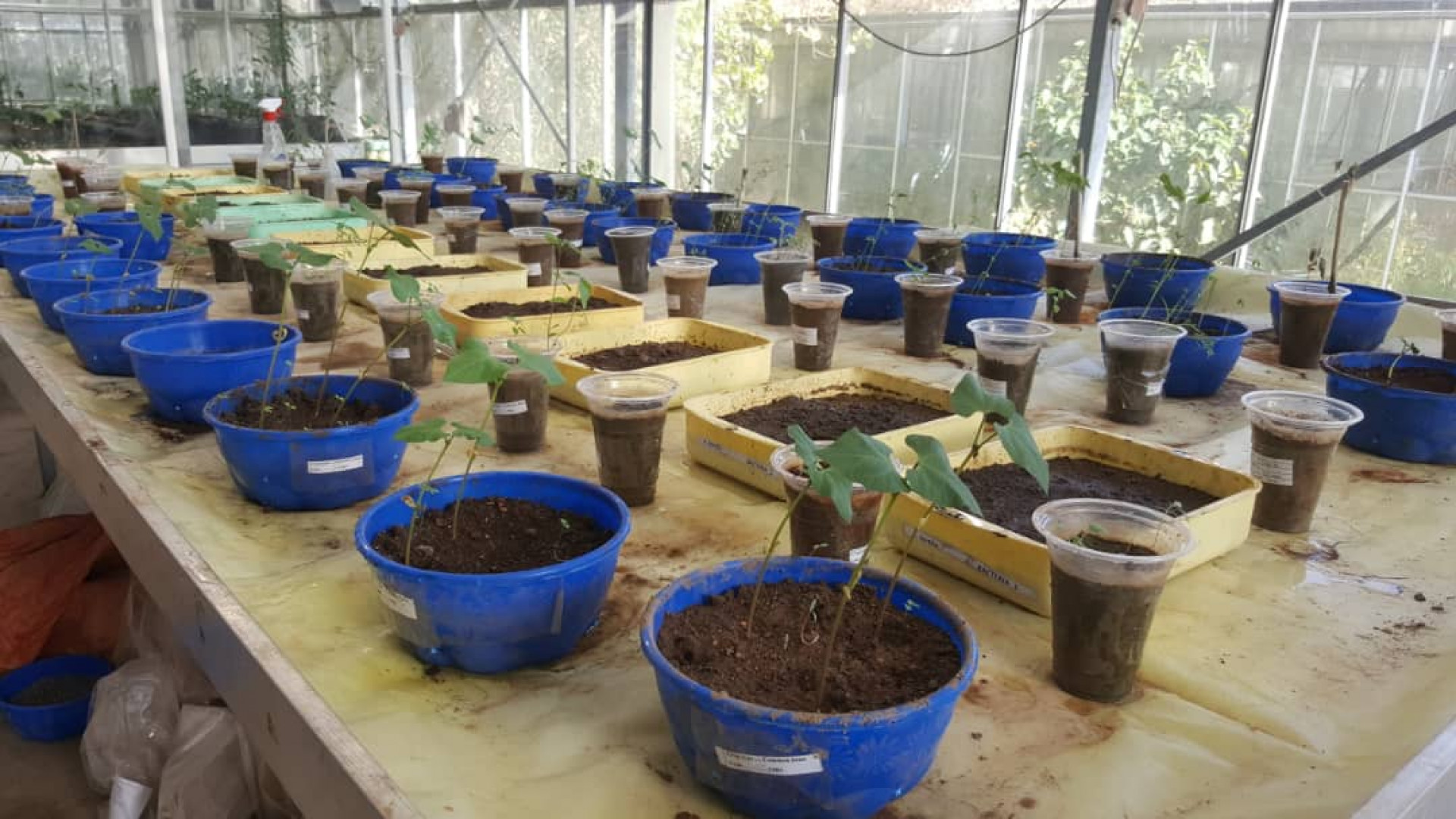 Native mycorrhizae from Ethiopia improve tree growth and seedlings survival contributing to the Green Legacy Program