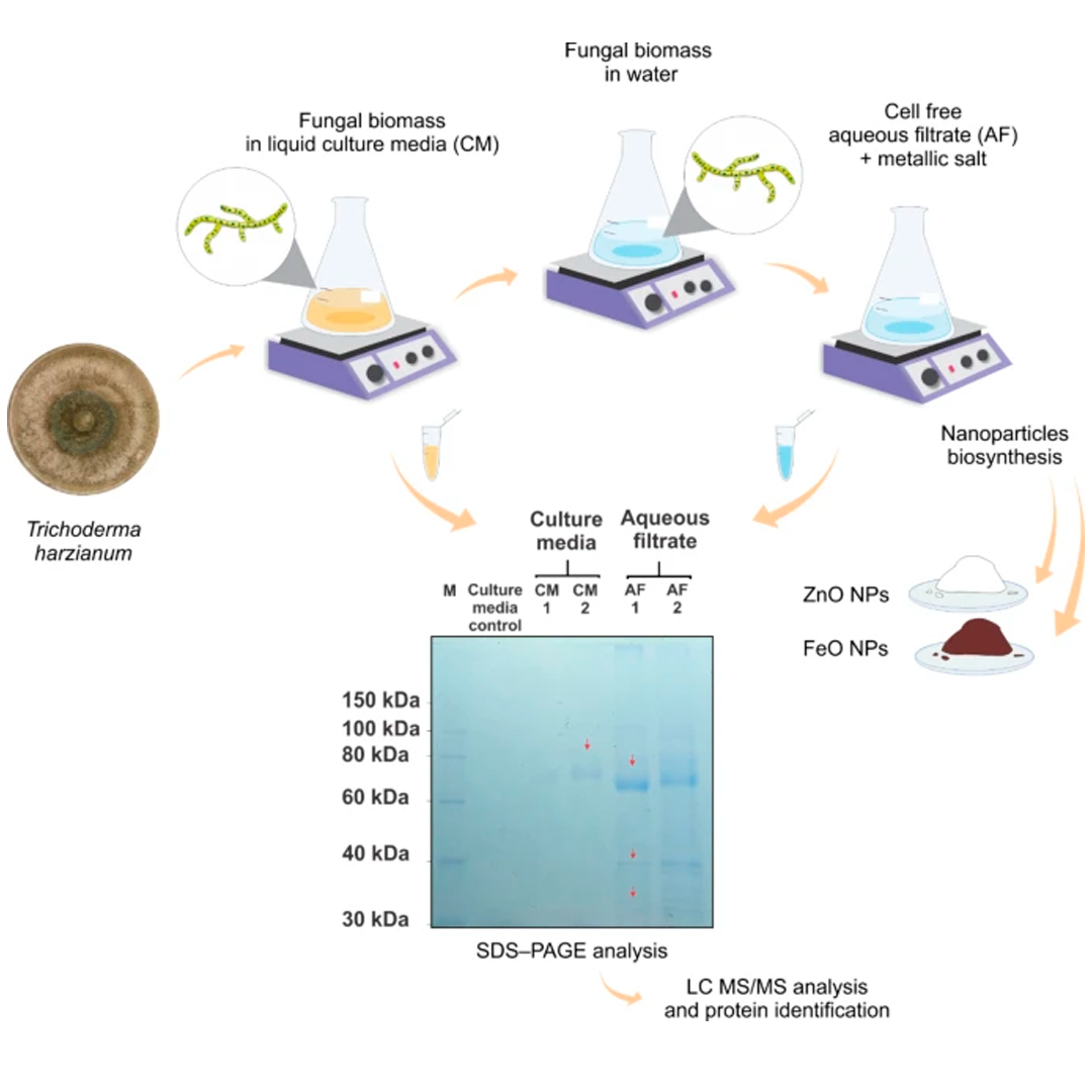 Proteomic analysis of Trichoderma harzianum secretome and their role in the biosynthesis of zinc/iron oxide nanoparticles