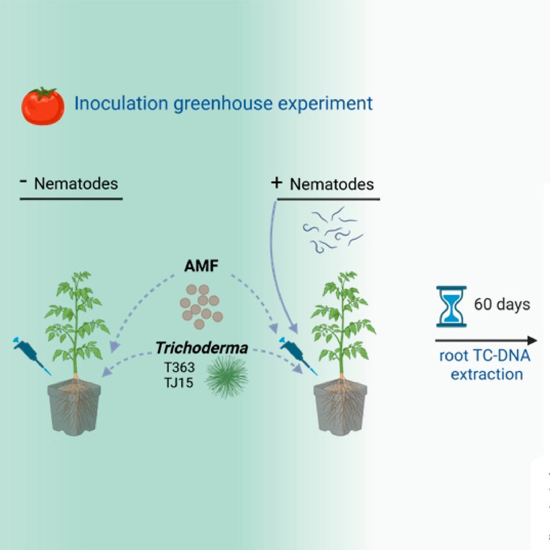 Combined Soil Inoculation with Mycorrhizae and Trichoderma Alleviates Nematode-Induced Decline in Mycorrhizal Diversity