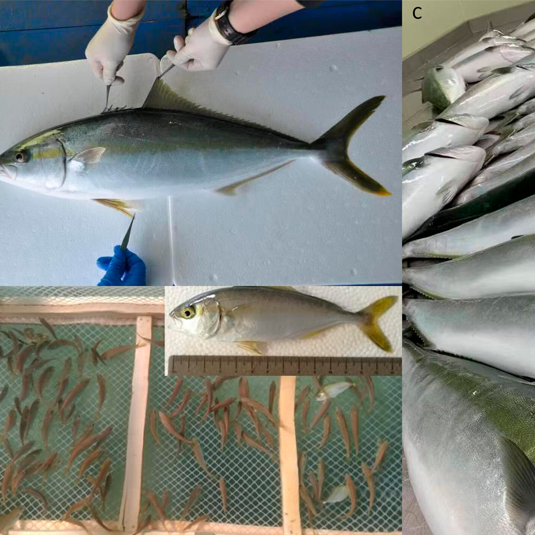 Advances in Reproduction, Nutrition and Disease Research in the Yellowtail Kingfish (Seriola lalandi) Aquaculture
