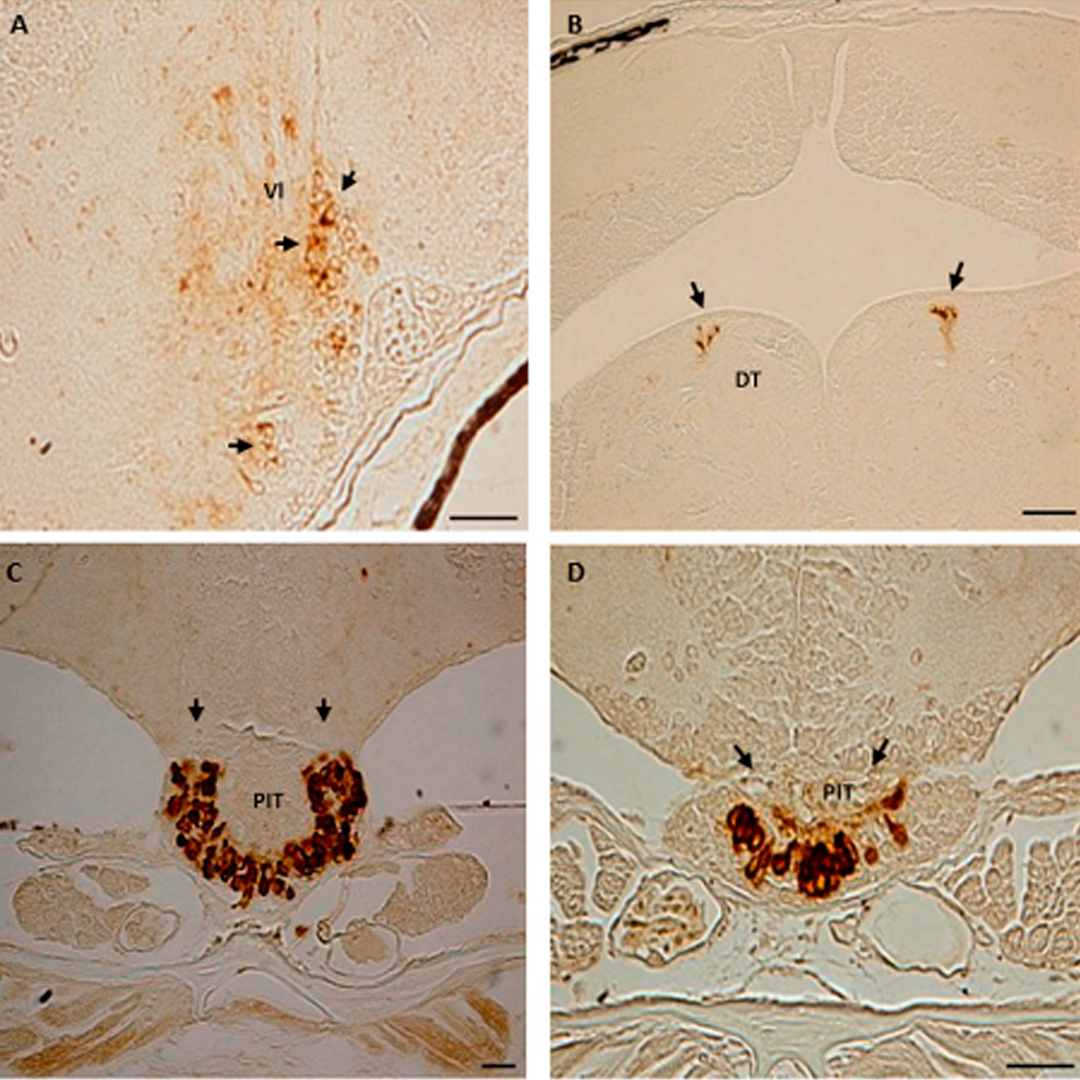 Distribution of Gnih-ir cells and fibers in coronal brain sections of pejerrey larvae during ontogeny